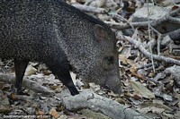 Wild jungle boar in the Amazon, grey and black with white spikes.