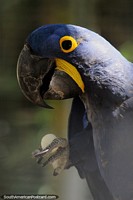 A arara-azul, papagaio-azul, pode viver 50 anos na natureza, na Amazônia.