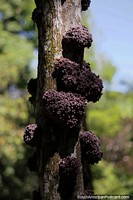 Crescimento incomum de fungos ao redor de um tronco de árvore na Amazônia, cachos de bolinhas.