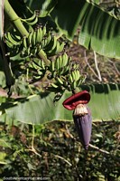 Bananas, comida de graça na selva amazônica.