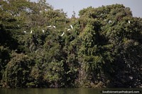 Many white heron in the trees by the lagoon at the park in Brasilia. Brazil, South America.