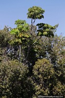 Lush leafy palm tree in Dona Sarah Kubitschek Park in Brasilia. Brazil, South America.
