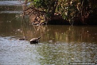 Larger version of Turtle sits on a small rock in the lagoon at Brasilia zoo.