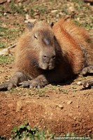 Larger version of Capybara at Brasilia zoo, peaceful animals that enjoy land and water.