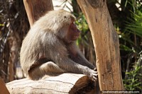 Macaco no zoolgico de Braslia. Brasil, Amrica do Sul.