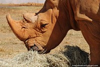 Larger version of Rhinoceros painted in orange clay mud at the Brasilia zoo.