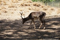 A deer at the zoo in Goiania.