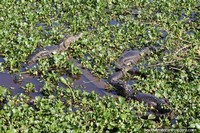 Green wetlands of the Pantanal with caiman large and small in Pocone.