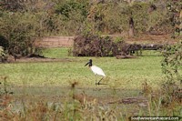 Jabiru likes the shallow marsh waters, pure nature in the Pantanal around Pocone.