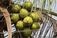 You are never far away from coconuts growing in the wild in this part of Brazil, Rondonopolis.