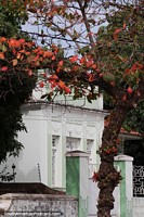 Casa antiga e uma árvore com folhas vermelhas para decoração em Corumbá. Brasil, América do Sul.