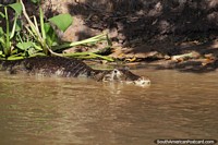 Caiman half submerged in the river keeps a watchful eye in the Pantanal, Corumba. Brazil, South America.