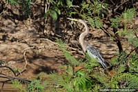 Brown heron with black and grey feathers in the Pantanal in Corumba. Brazil, South America.