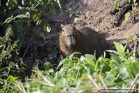 Brazil Photo - Capybara watches from the riverside in the Pantanal, the banks of the Paraguay River in Corumba.