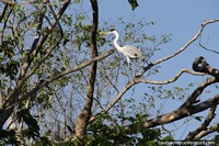 Larger version of Cocoi Heron, a long-legged wading bird of the Pantanal, Corumba.