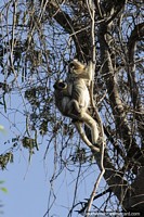 White female monkey with a baby on its back climbs up a tree in the Pantanal, Corumba. Brazil, South America.