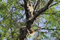 Verso maior do 3 bugios incluindo um filhote no alto de uma rvore no Pantanal de Corumb.