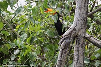 Versin ms grande de Tucn, les gusta comer alimentos de los rboles y explorar los bosques del Pantanal, Corumb.