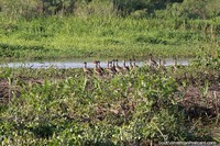 A family of ducks in the Pantanal wetlands around Corumba. Brazil, South America.