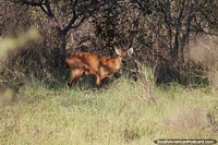 Los ciervos de los pantanos a veces pueden sentir curiosidad por los humanos, el Pantanal de Corumb. Brasil, Sudamerica.