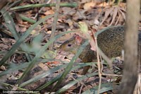 Azara's Agouti, rodent creatures of the forest, bigger than guinea pigs, Pantanal, Corumba. Brazil, South America.