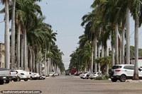 Street lined with hundreds of palm trees in Corumba.