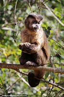 Capuchin monkey in the forest in Bonito.