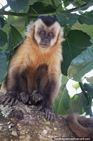 Curious monkey, playful and inquisitive, the forest in Bonito.
