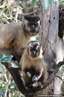 Adult and young Capuchin monkeys in the trees of the forests in Bonito.