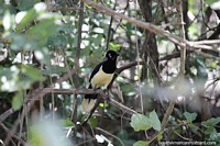 Plush-crested jay bird with it's distinctive yellow markings, the forest in Bonito.
