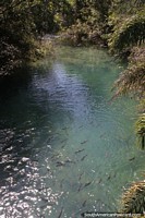 Formoso River with fish and beautiful colors in Bonito.
