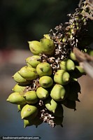 Bacuri, a native fruit of the Amazon, in Bonito.