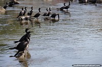 Black river birds of the Barra Canal in Barra da Lagoa in Florianopolis. Brazil, South America.