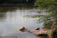 Larger version of Small turtle on a log in the lake at Farroupilha Park in Porto Alegre.