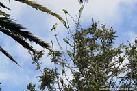 Família de periquitos em cima de uma árvore fazendo muito barulho em Alegrete.
