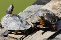 Casal de tartarugas na lagoa da Praça dos Patinhos em Alegrete.