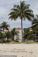 Palmera en primera lnea de playa con apartamentos detrs en Caraguatatuba.