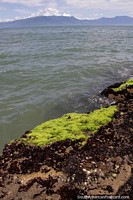 Algas verdes resbaladizas que crecen en las rocas de Caraguatatuba.