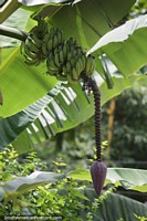 Bananeira com frutos sombreados sob grandes folhas crescendo na Ilha Grande.
