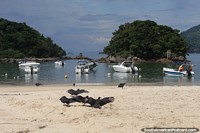 Los buitres negros secan sus alas al sol en las arenas blancas de la playa de Isla Grande.