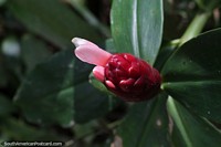 Planta crepe-gengibre, vermelha e rosa crescendo em Petrpolis.