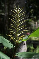 Aloe Vera, una planta suculenta que crece en Petrpolis.