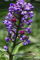Planta con flores violetas y frutos rojos que crece en Petrpolis.