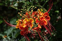 Dwarf Poinciana or Peacock Flower, bright orange and yellow flower in the Amazon.