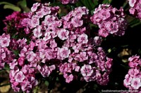 Sweet William, flowering plant growing in Osorno.