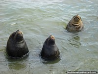Chile Photo - Huge sea-lions in the water on the coast in Iquique.