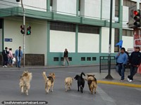 5 dogs cross the road together in Calama. Chile, South America.