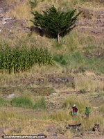 Versão maior do 2 mulheres locais que cortam a grama com os seus 2 cães em San Pedro de Atacama.