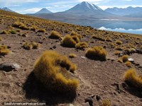 Montanhas cobertas de neve atrás de Lagoa Miscanti em San Pedro de Atacama. Chile, América do Sul.