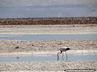 Um flamingo procura algo para comer nas águas salgadas da Lagoa Chaxa em San Pedro de Atacama. Chile, América do Sul.